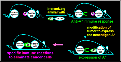 Active Cancer Immunotherapy