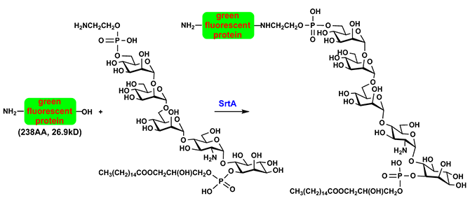 Synghesis and Structural Studies of GPI