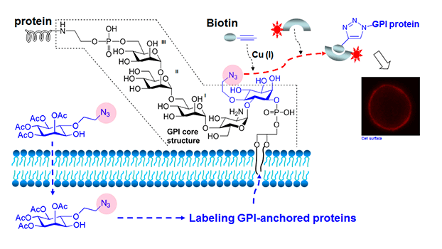 Using Synthetic GPI Derivatives