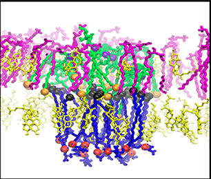 Using synthetic membranes to study GPI anchorage to the cell and GPI interactions with GPI-binding proteins