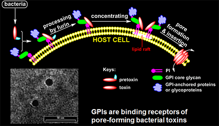 Using synthetic membranes to study GPI anchorage to the cell and GPI interactions with GPI-binding proteins